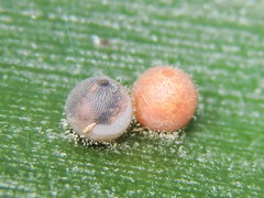 Dynastor darius stygianus