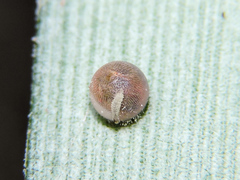 Dynastor darius stygianus