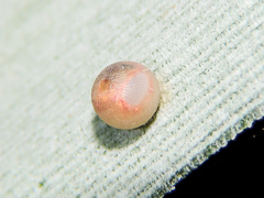 Dynastor darius stygianus