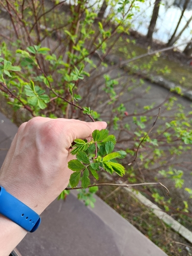 Наблюдение на iNaturalist