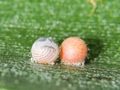 Dynastor darius stygianus