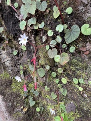 Begonia tenuicaulis (Begonia tenuicaulis)
