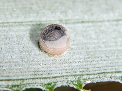 Dynastor darius stygianus