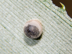 Dynastor darius stygianus