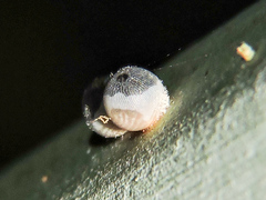 Dynastor darius stygianus