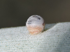 Dynastor darius stygianus