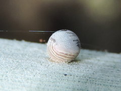 Dynastor darius stygianus