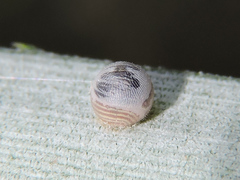 Dynastor darius stygianus