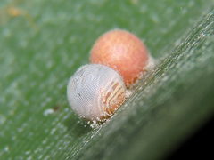 Dynastor darius stygianus