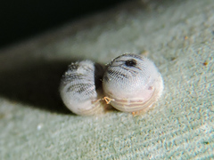 Dynastor darius stygianus