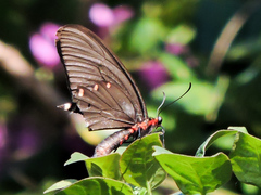 Parides montezuma