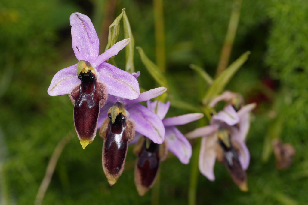 Ophrys lunulata
