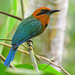 Broad-billed Motmot - Photo (c) Ad Konings, some rights reserved (CC BY-NC), uploaded by Ad Konings