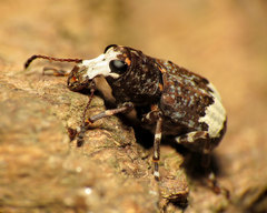 Eurymycter fasciatus