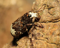Eurymycter fasciatus