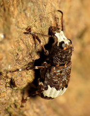 Eurymycter fasciatus