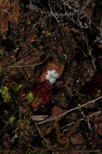 Drosera trinervia