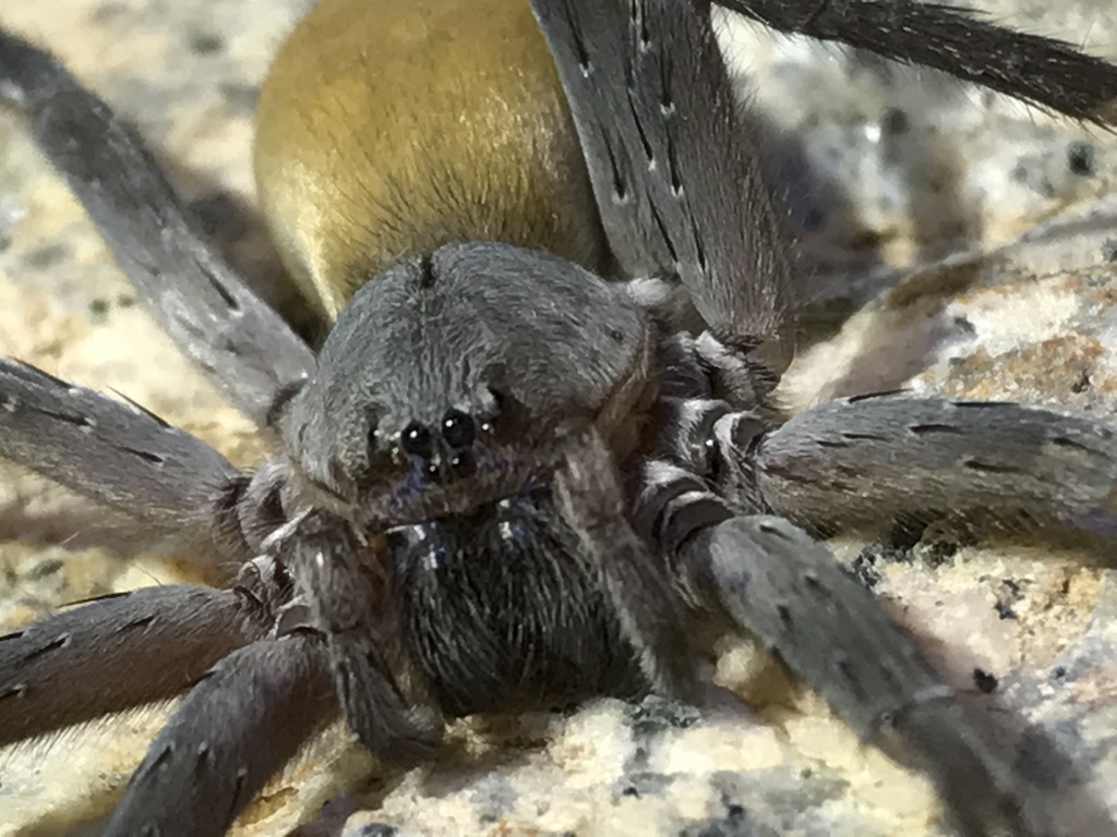 Sierra Cacachilas Wandering Spider