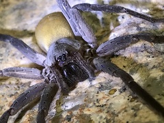 Califorctenus cacachilensis