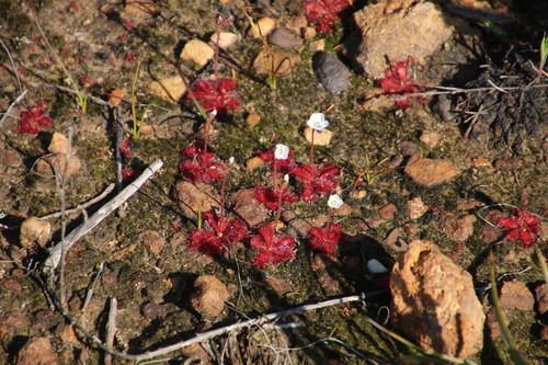 Drosera trinervia