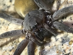 Califorctenus cacachilensis