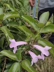 Delostoma integrifolium