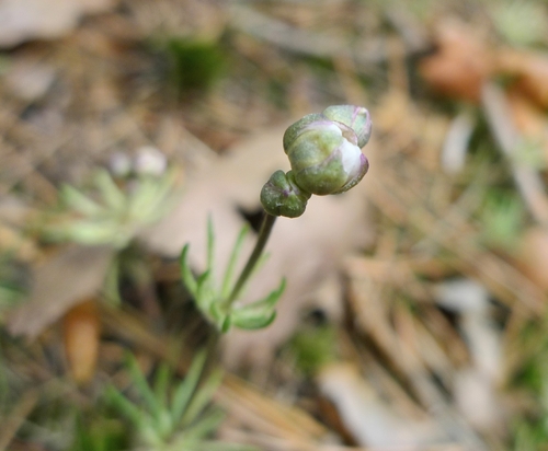Image of Spergula morisonii by (c) aga_l_, some rights reserved (CC BY)