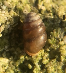Pupilloidea