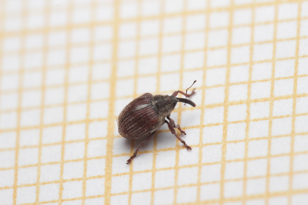 Coeliodinus nigritarsis