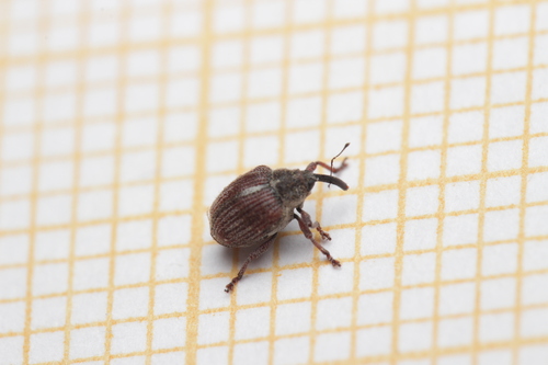 Coeliodinus nigritarsis
