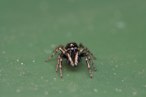 Zebra Jumping Spider, 1761 Anna Paulowna, Nederland, photo 9 of 10