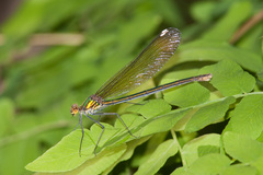 Calopteryx aequabilis