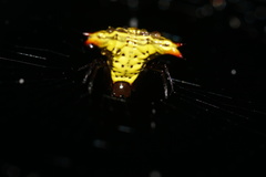 Micrathena lucasi