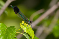 Calopteryx aequabilis