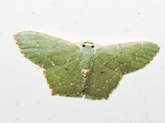 Chloropteryx
