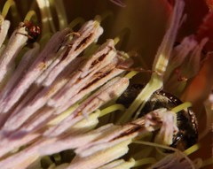 Trichostetha capensis capensis