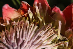 Trichostetha capensis capensis
