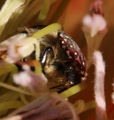 Trichostetha capensis capensis