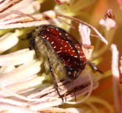 Trichostetha capensis capensis