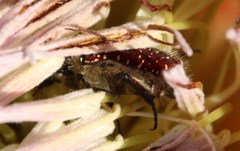 Trichostetha capensis capensis