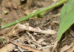 Guayaco Dwarf Frog photo 5
