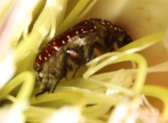 Trichostetha capensis capensis