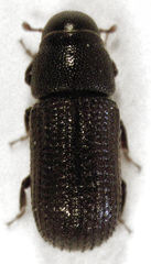 Stenoscelis hylastoides