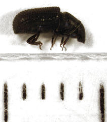 Stenoscelis hylastoides