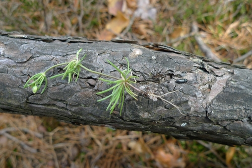 Image of Morison's spurry by (c) aga_l_, some rights reserved (CC BY)