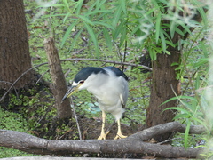 Nycticorax nycticorax image