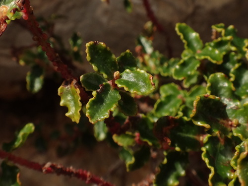 Image of Hypericum balearicum by (c) Christian Berg, some rights reserved (CC BY)
