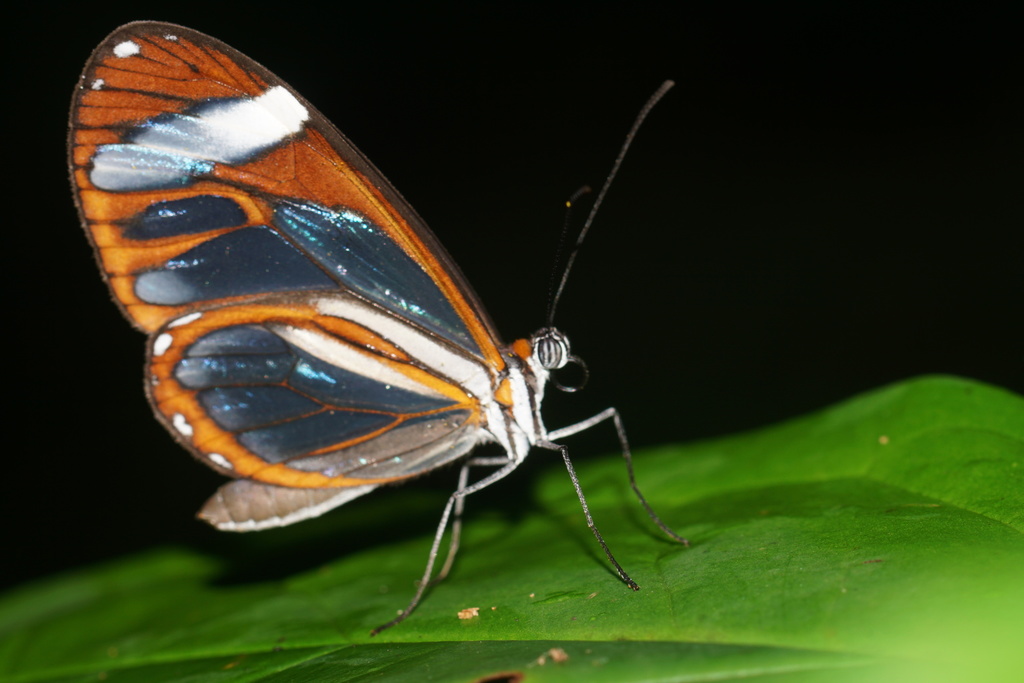 Ithomia leila