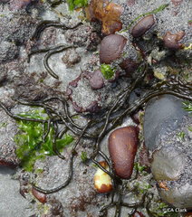 Myriogloea intestinalis