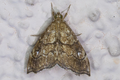 Scybalistodes periculosalis